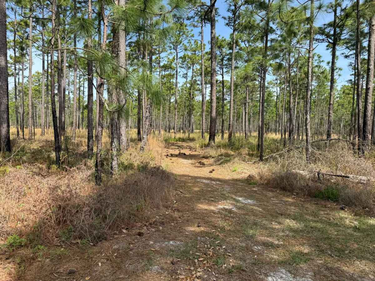 Pettiford Creek Trail 9 photo 4
