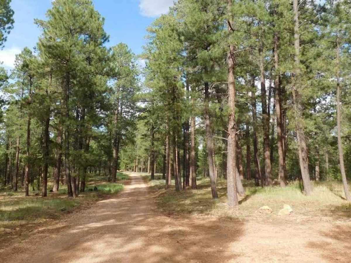 FR272 trail photo