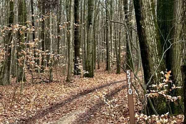 Beaver Lookout Trail (NFS 5770)