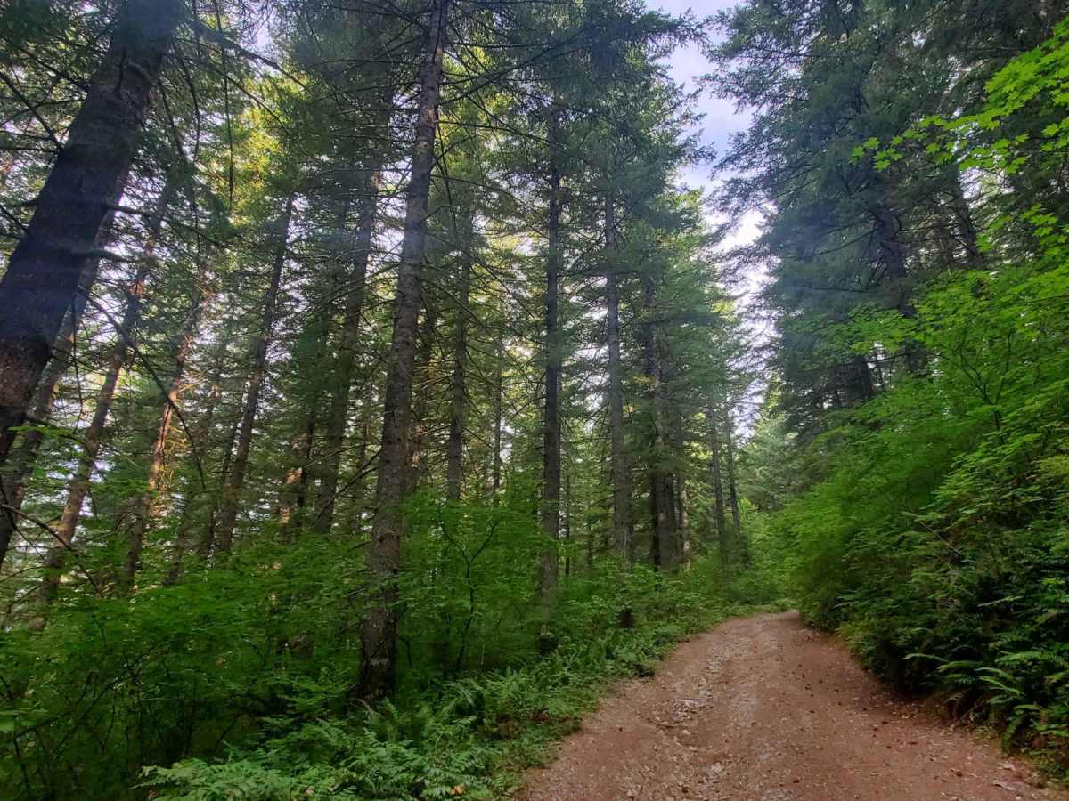 Deep Woods Brap Adventure photo 2