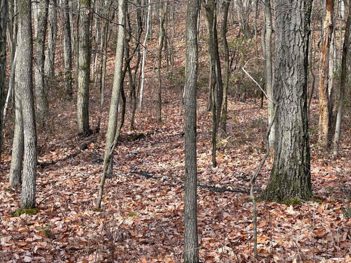 Darkwater Single Track 9 photo 3