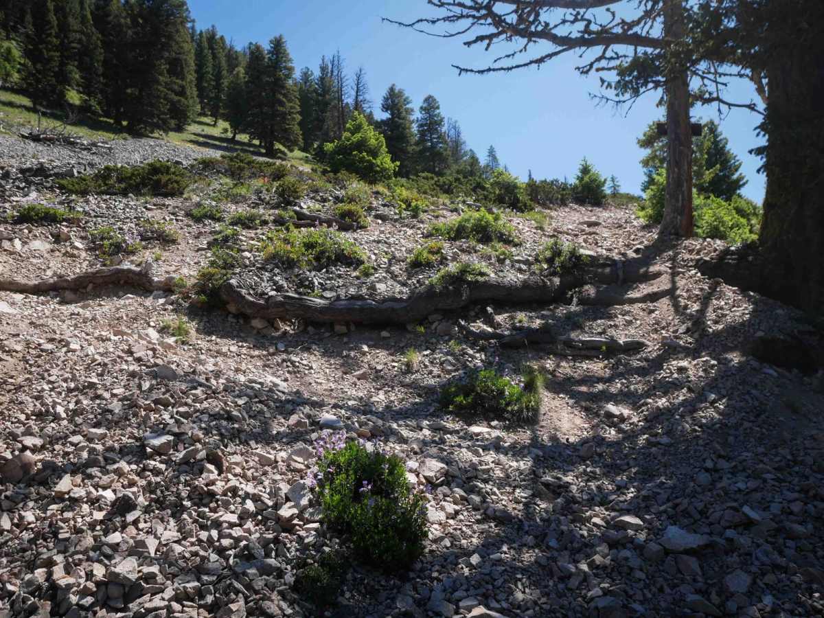 Shields Creek trail photo