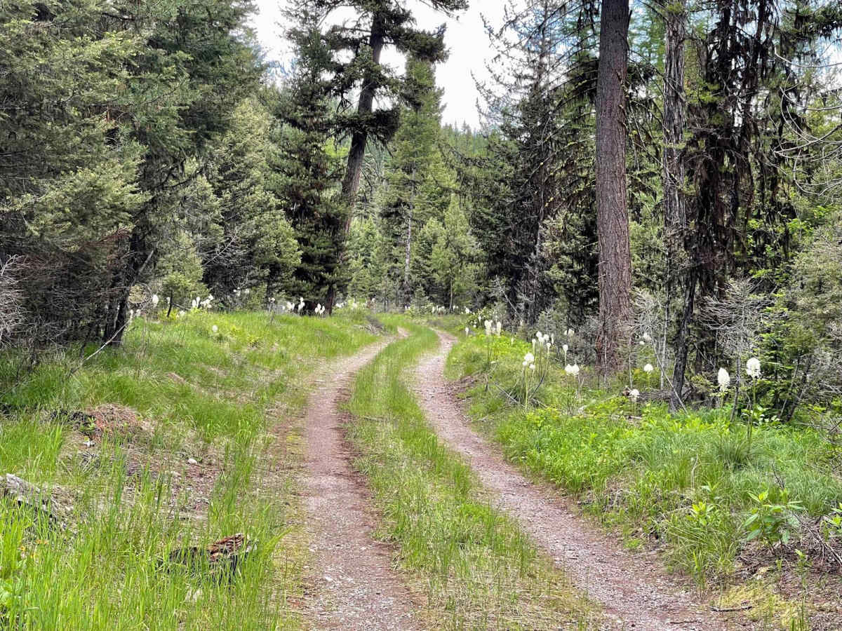 McCabe Loop(Red Hills) photo 5