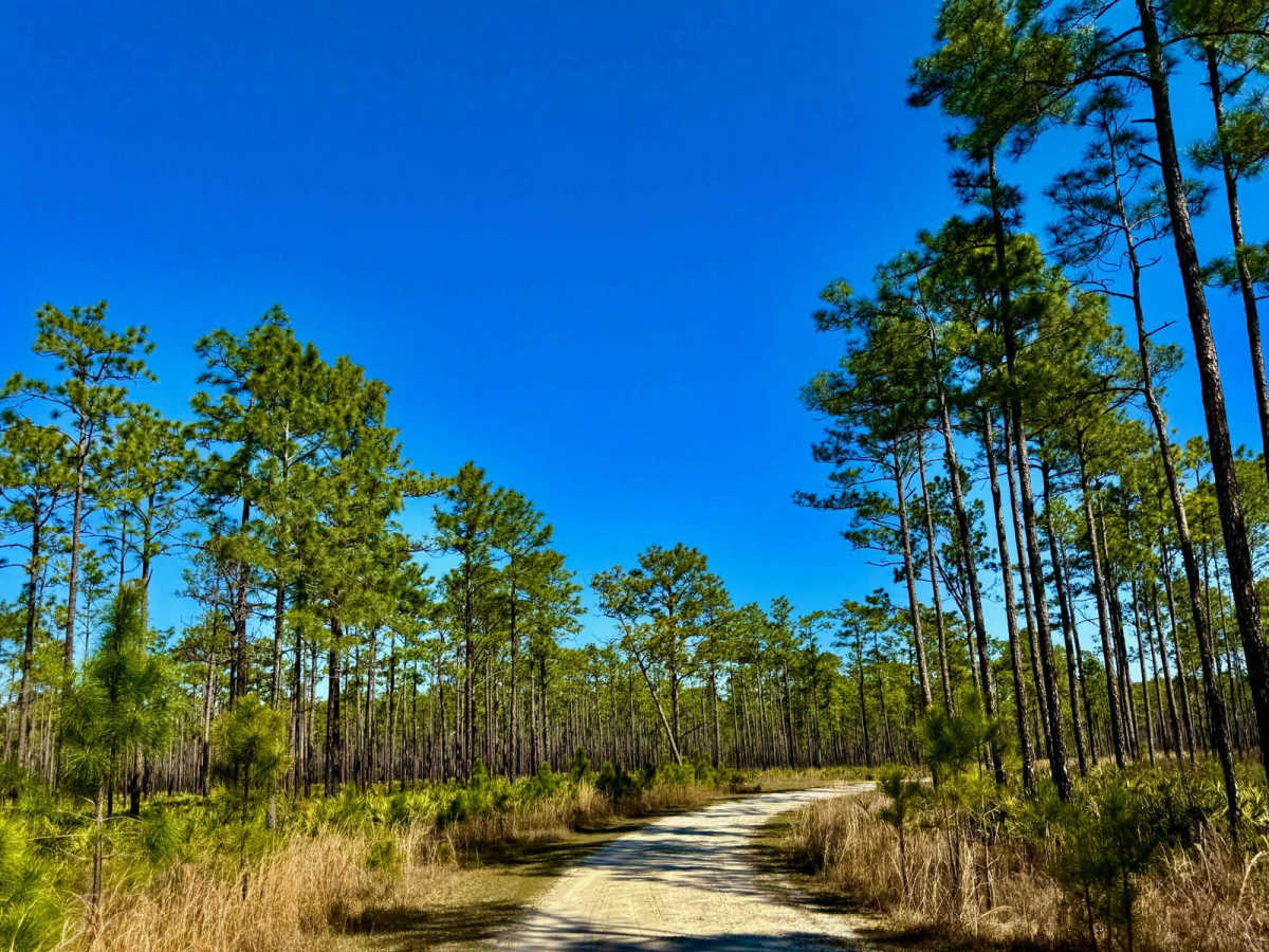 Freeman Bay - FS 382 trail photo
