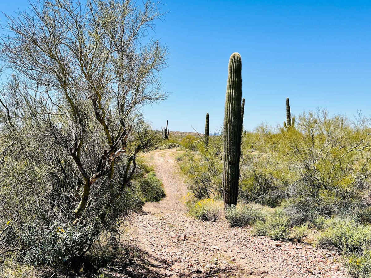 BLM 9064 photo 4
