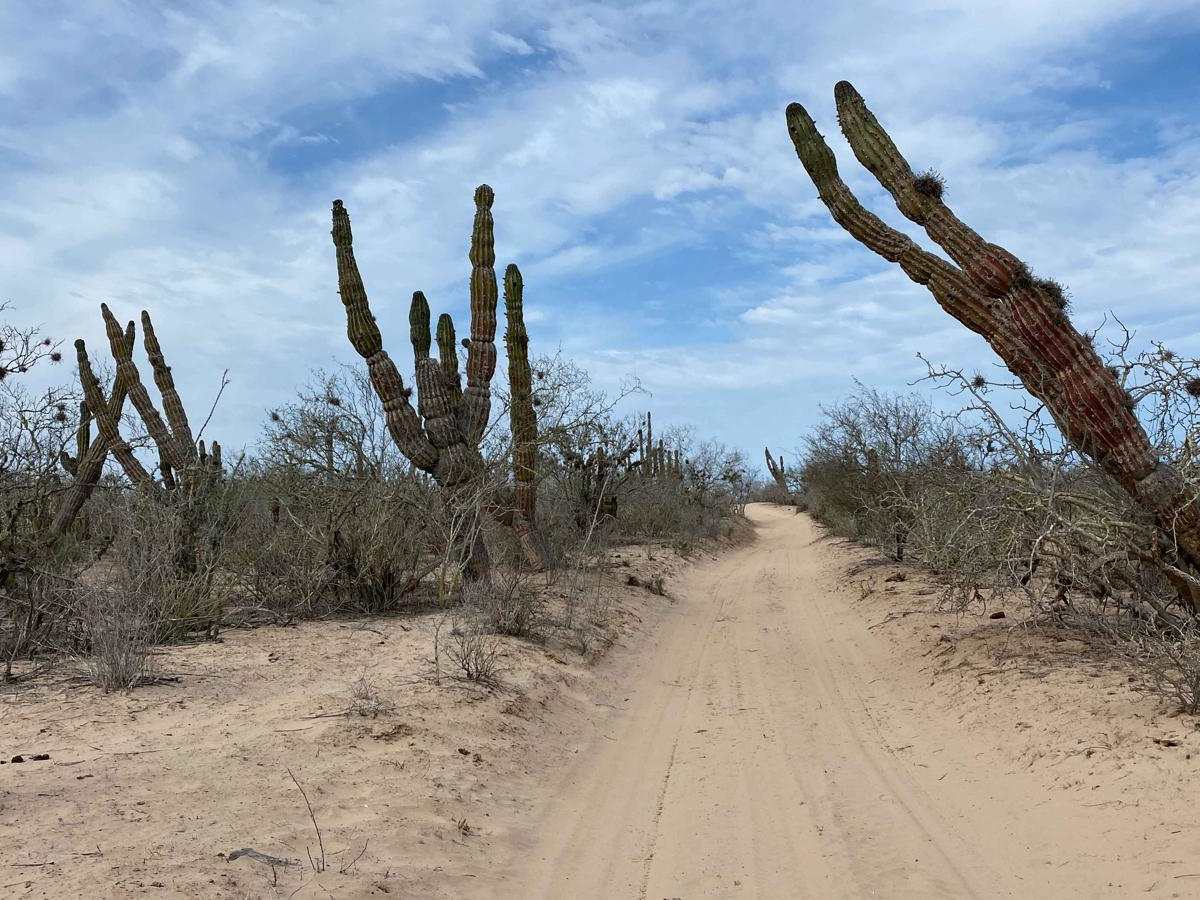 Middle Road - Mangroves trail photo
