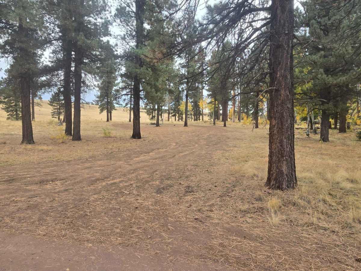 Hall Creek Road photo 2