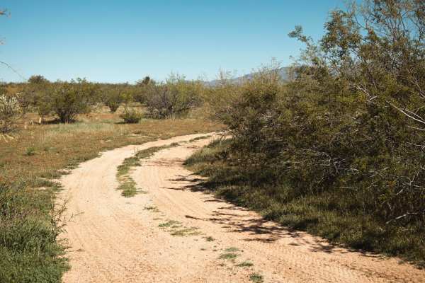 Creosote Forest Run