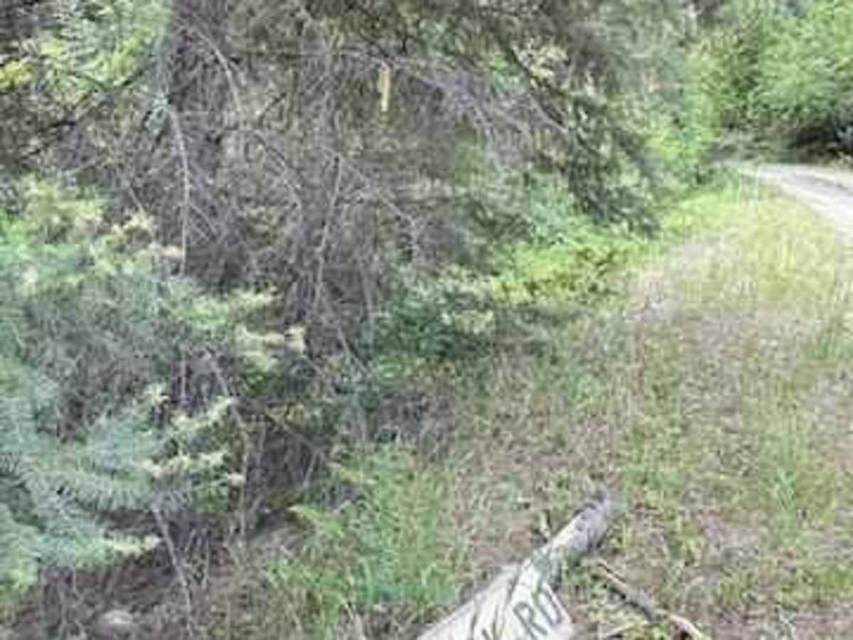 John's Creek Road (FSR) trail photo