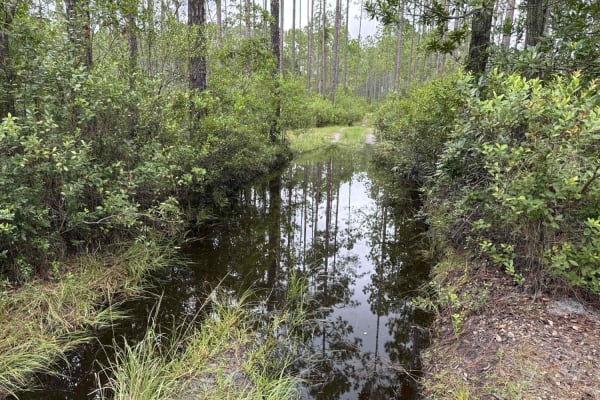 Ocala National Forest 24ST 3.2A2