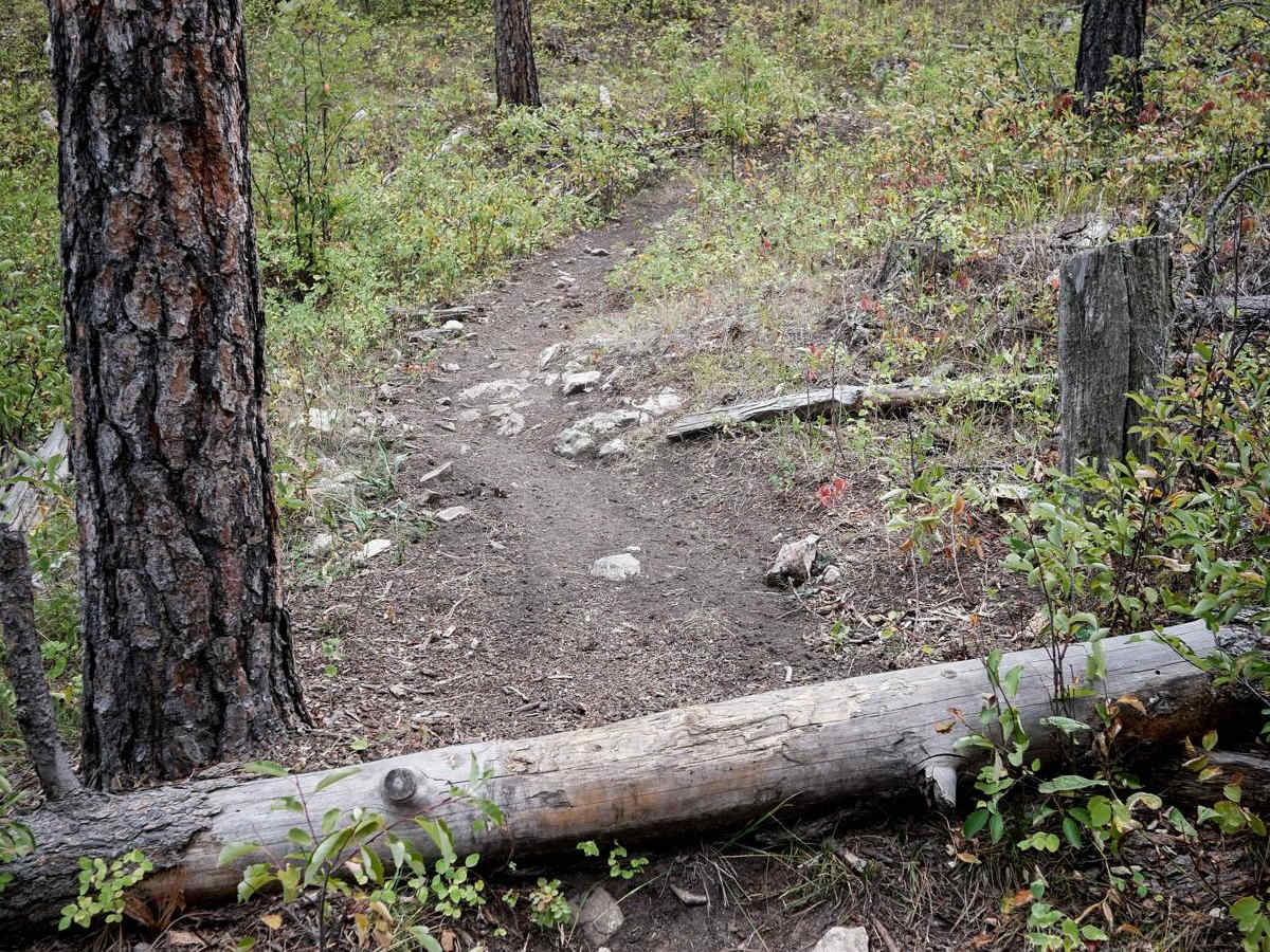 Loamy Loop Lollipop Stem photo 2
