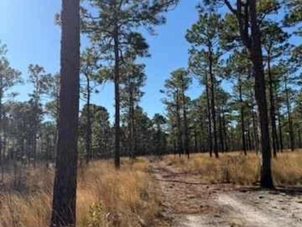 Pettiford Creek Trail 2 photo 5