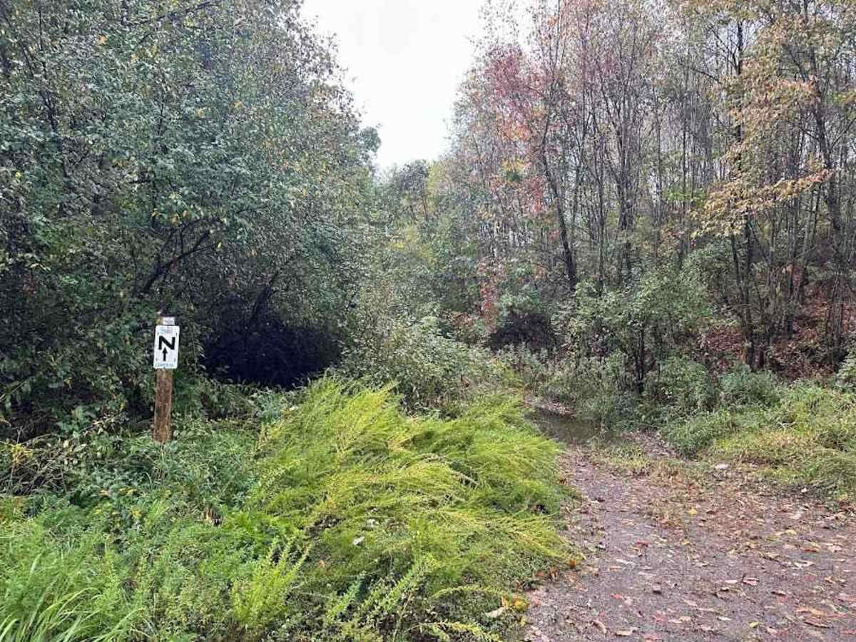 N/29 Green trail photo