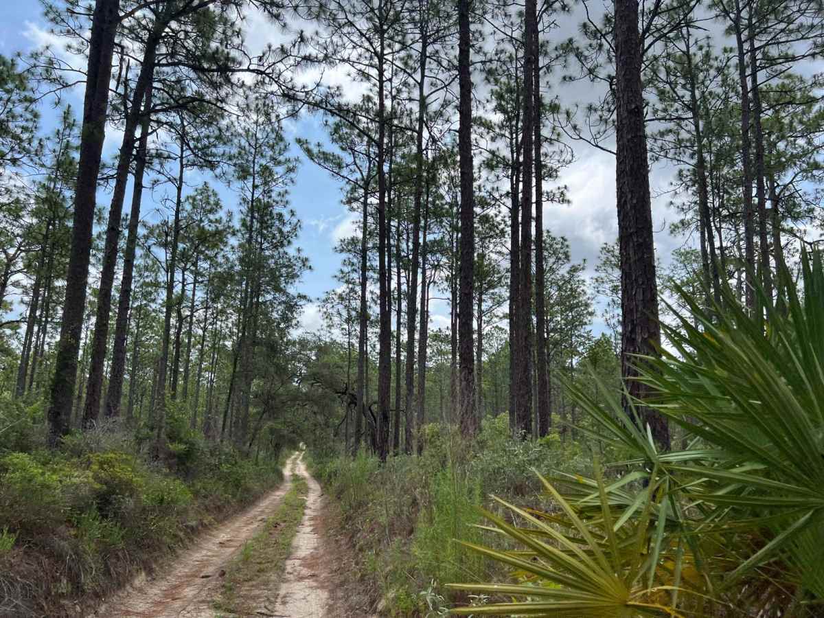 Citrus Wildlife Management | Trail 18 photo 2