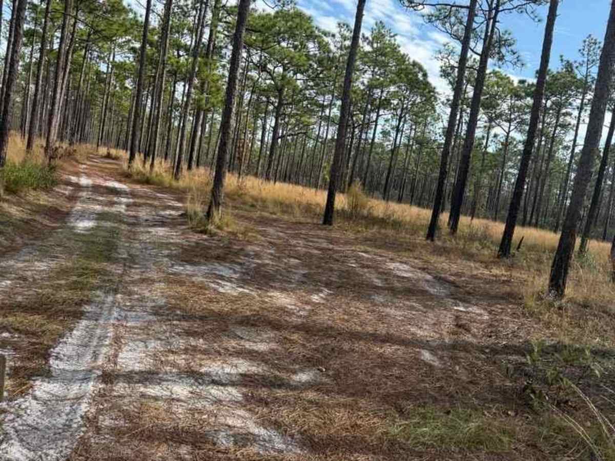 Bogue Road Spur photo 4