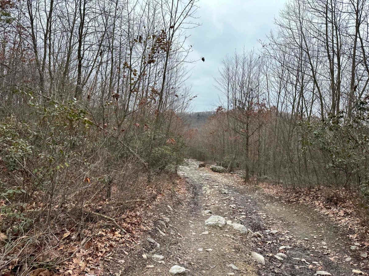 Road to Paradise photo 3