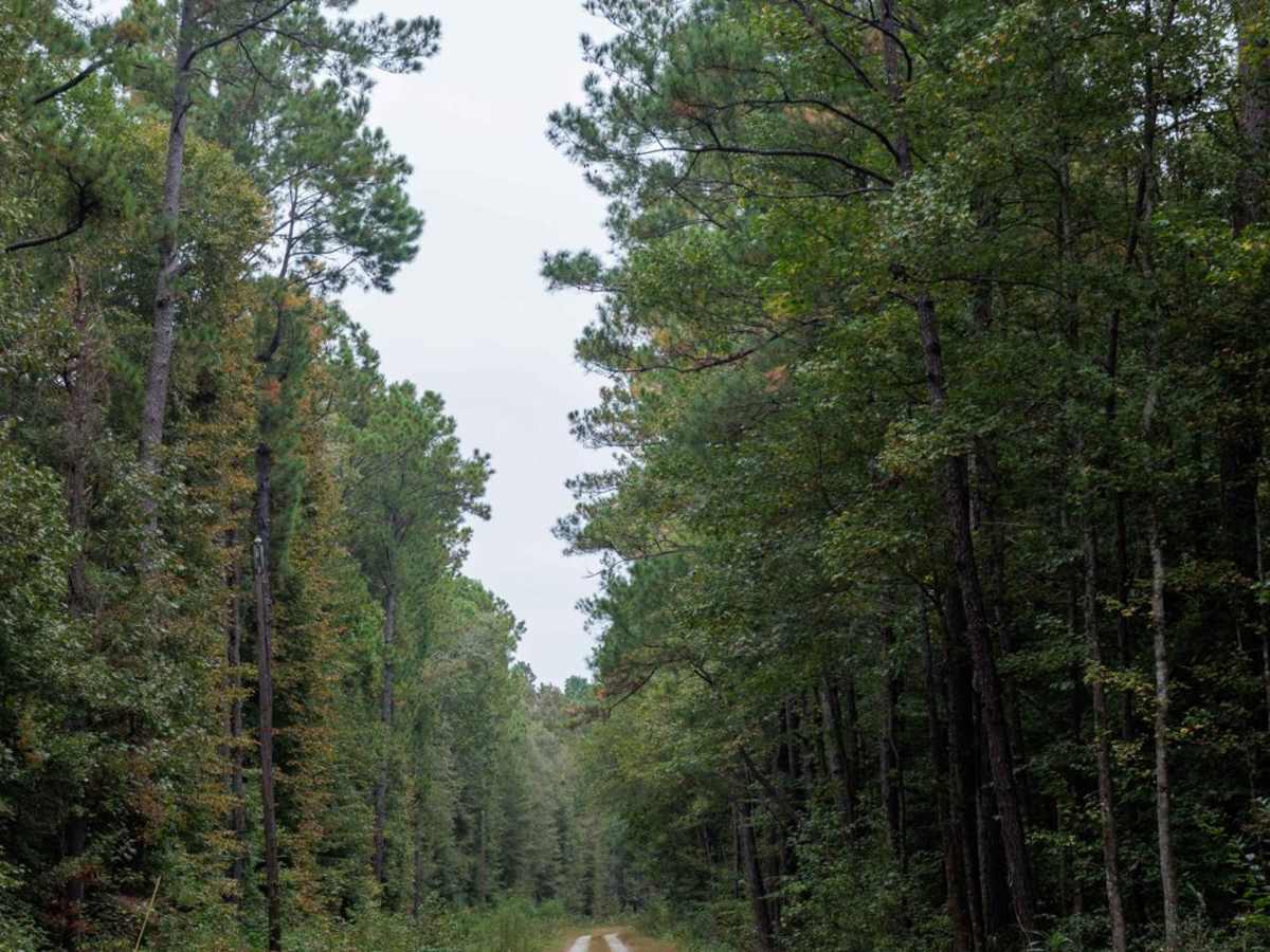 Summerhouse Road - FSR 258 photo 4
