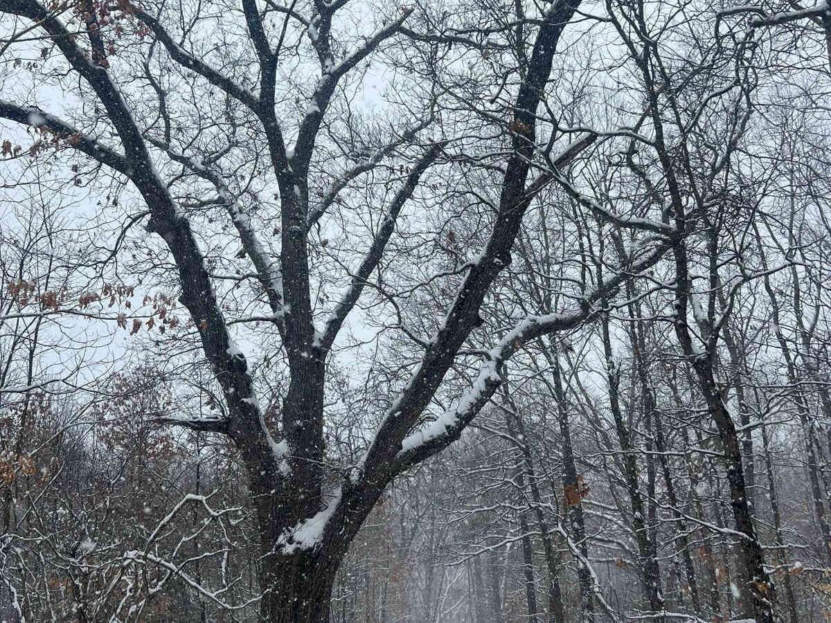 Allegan Trap Bend Trail photo 5