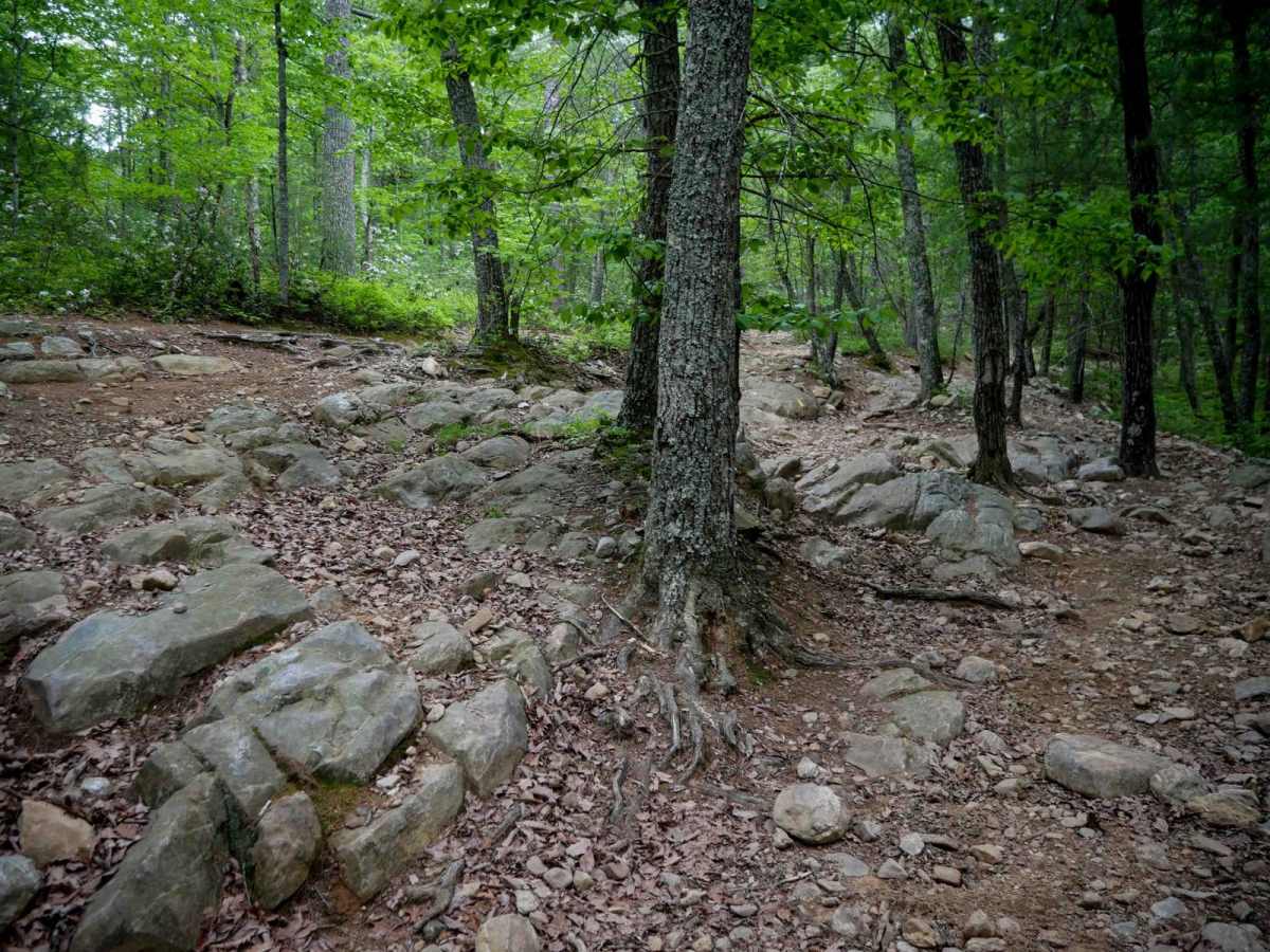 South Pedlar trail photo