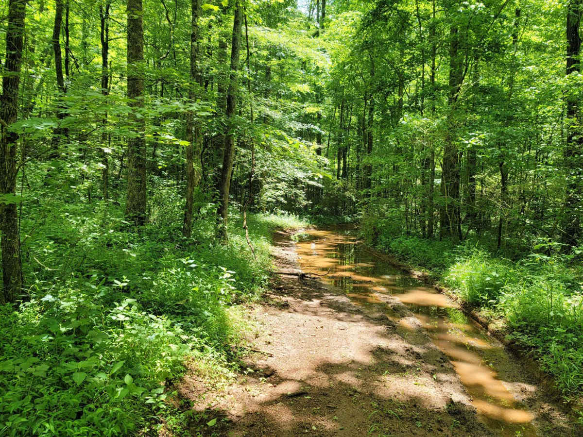 Puddle Place Loop photo 5
