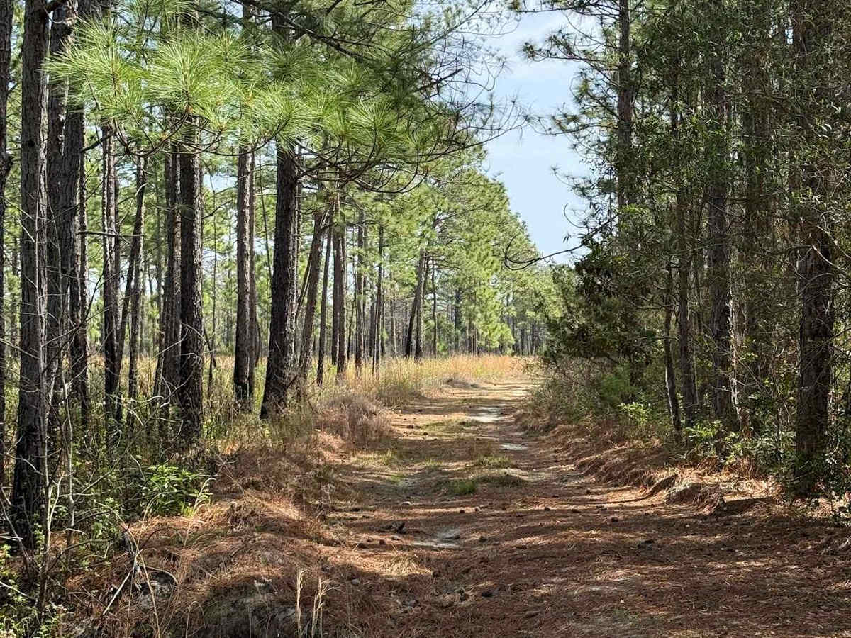 Pettiford Creek Trail 9 photo 5