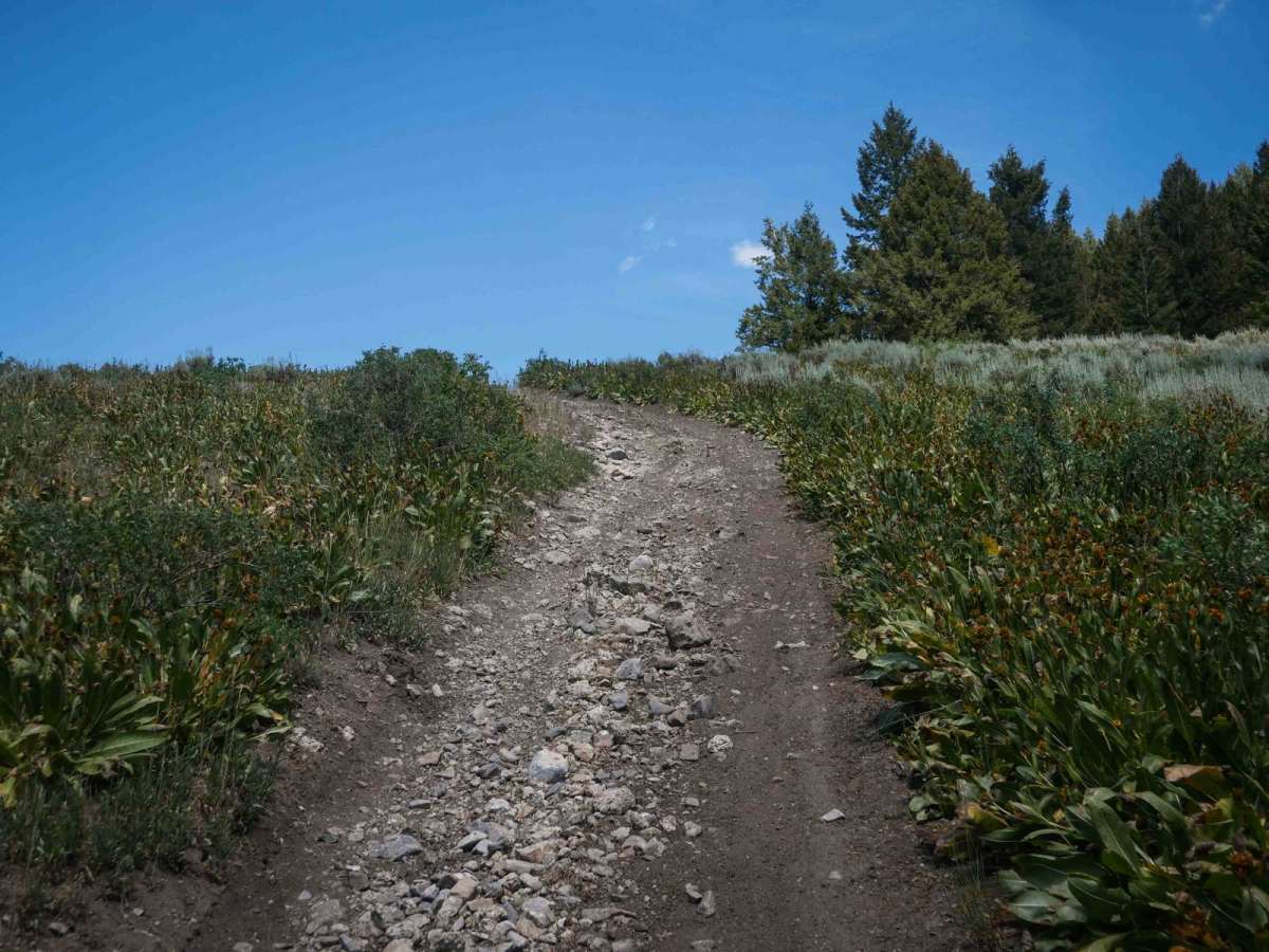 Cold Springs ATV Loop #5208  trail photo