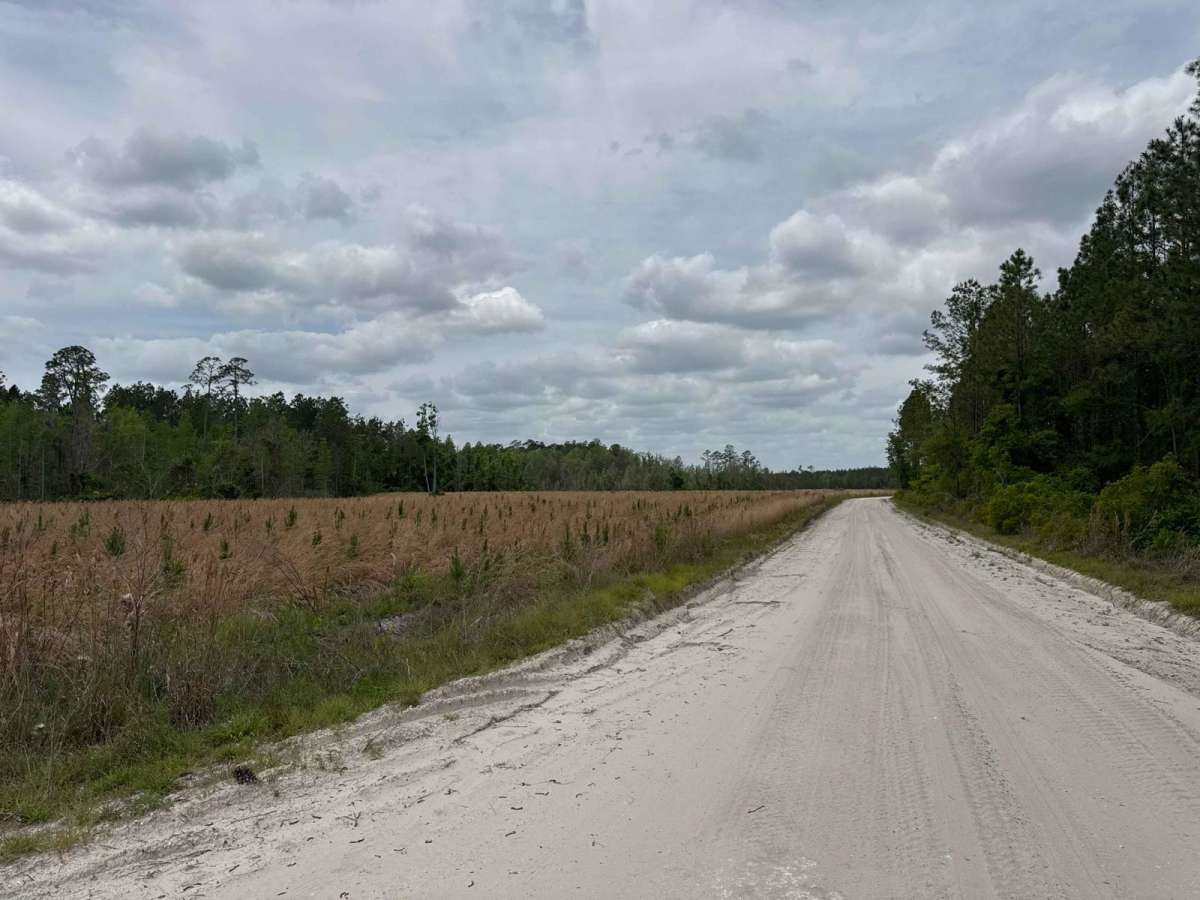 North East Needmore Road - Osceola NF photo 3