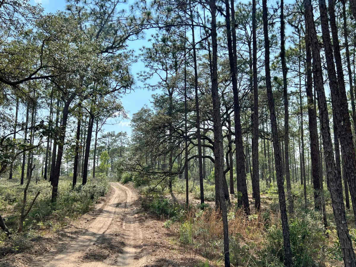 Citrus Wildlife Management | Trail 2 photo 3