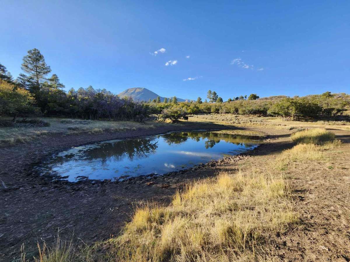 Lower Stock Pond Trail photo 3