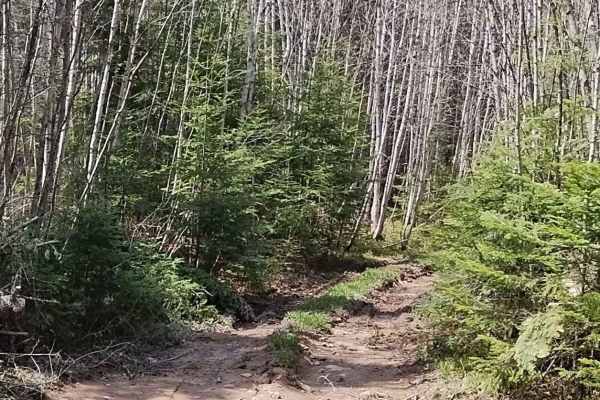 Maclean Settlement Overgrown Spur