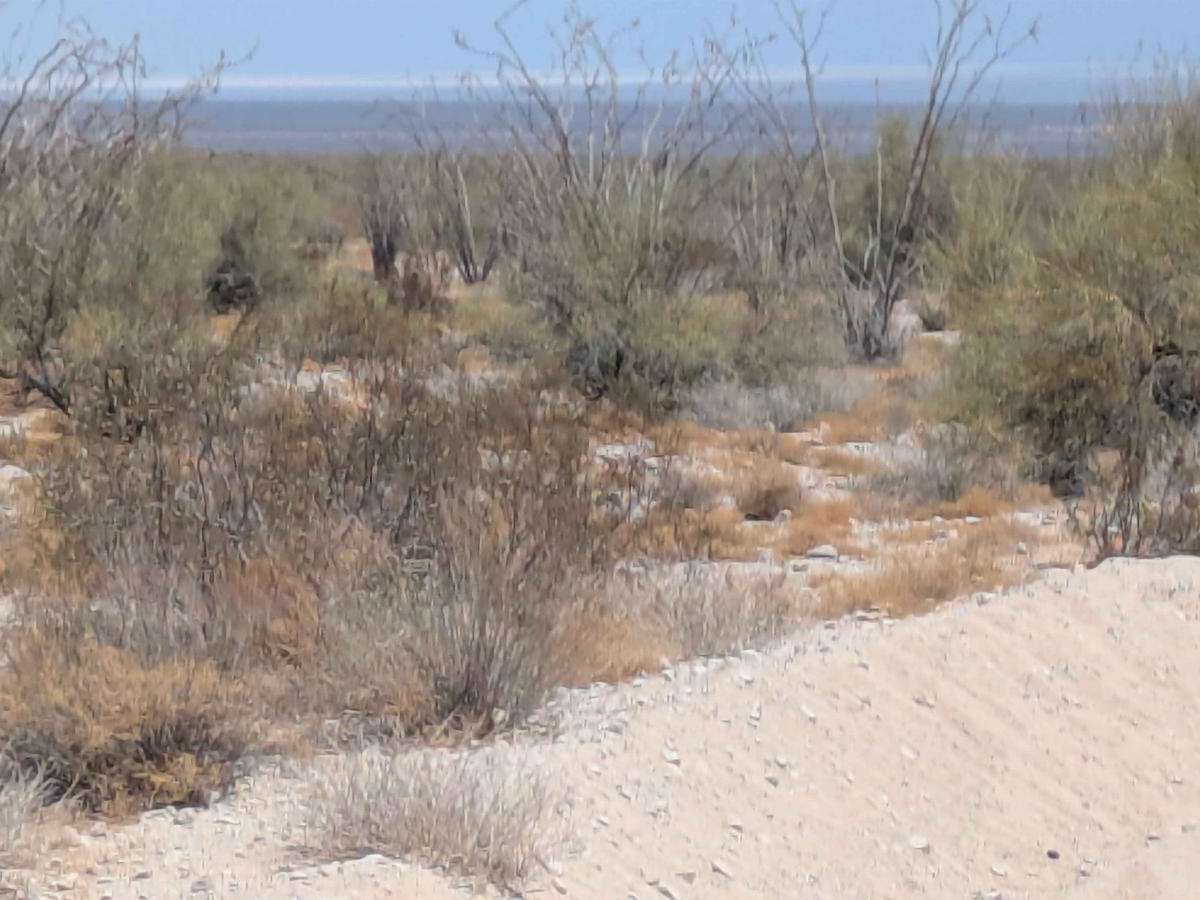 Palo Verde Run photo 5