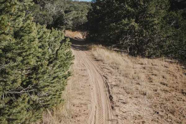 Pinyon