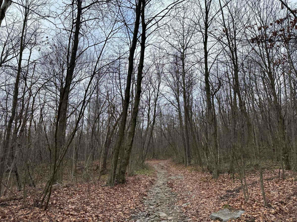 Locust Gap 53 photo 4