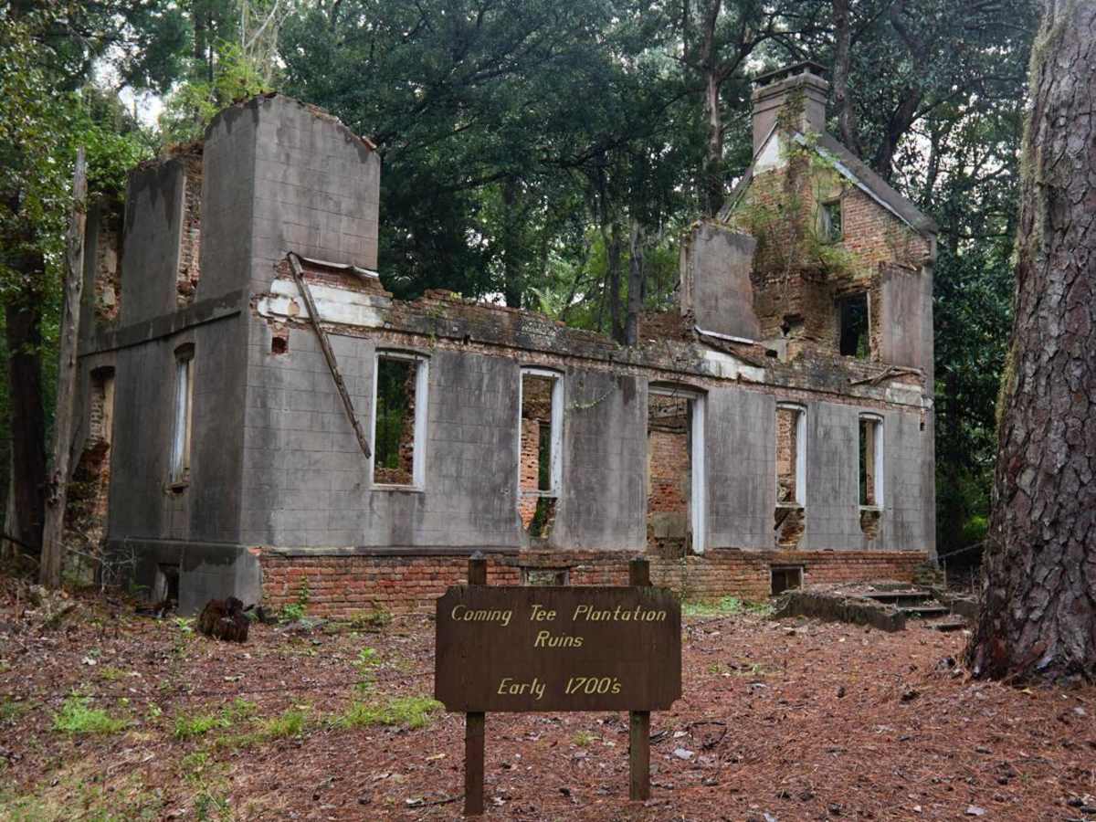 Bonneau Ferry WMA - Rice Hope Plantation photo 5
