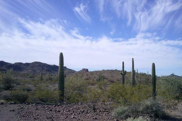 Cactus Road