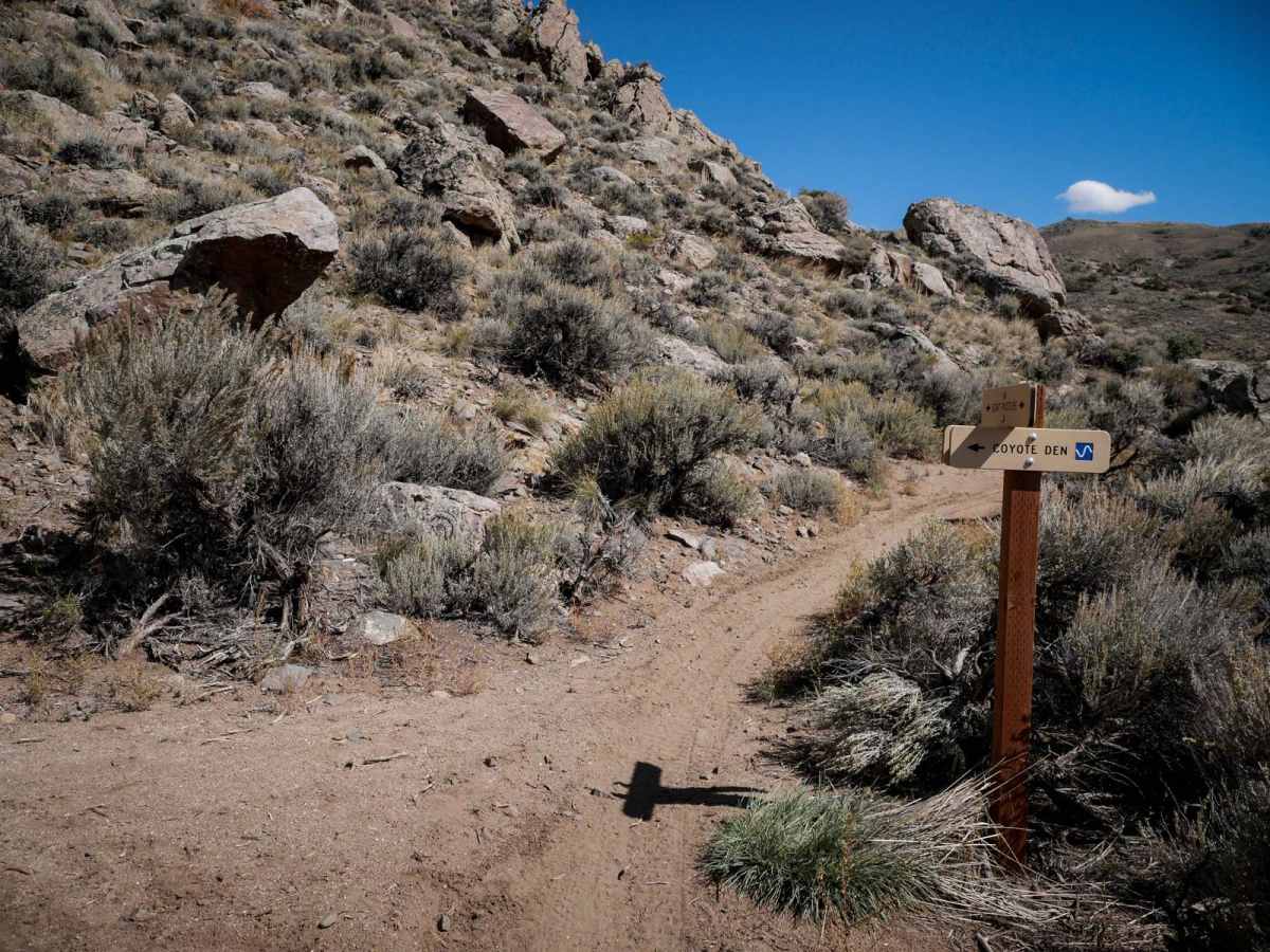 Coyote Den photo 3