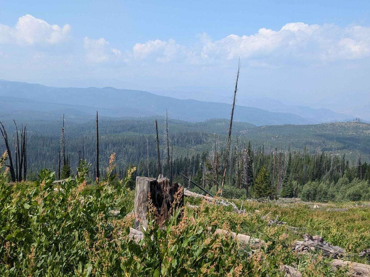 Forest Service Road 50321 (FS 321) Carey Dome photo 5