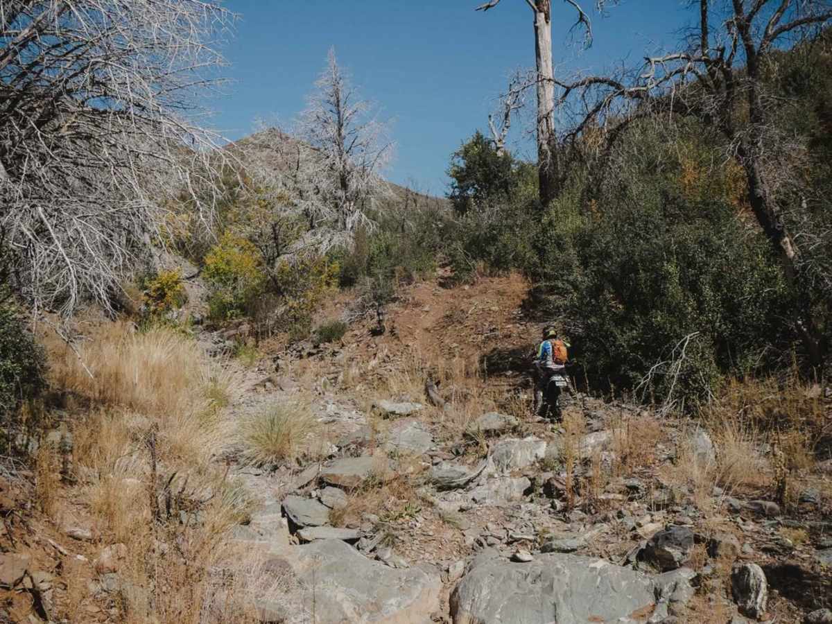 Little Wolf photo 2