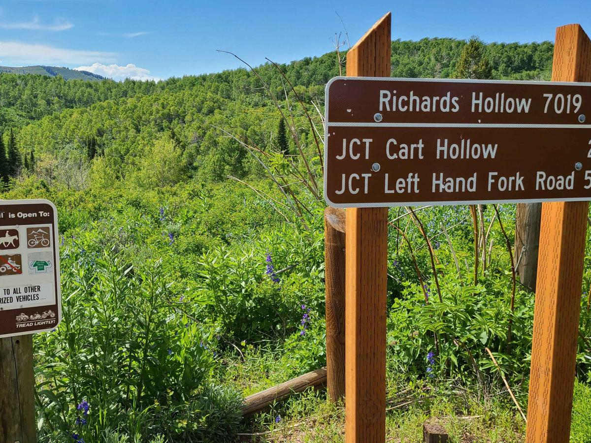 Richard's Hollow trail photo