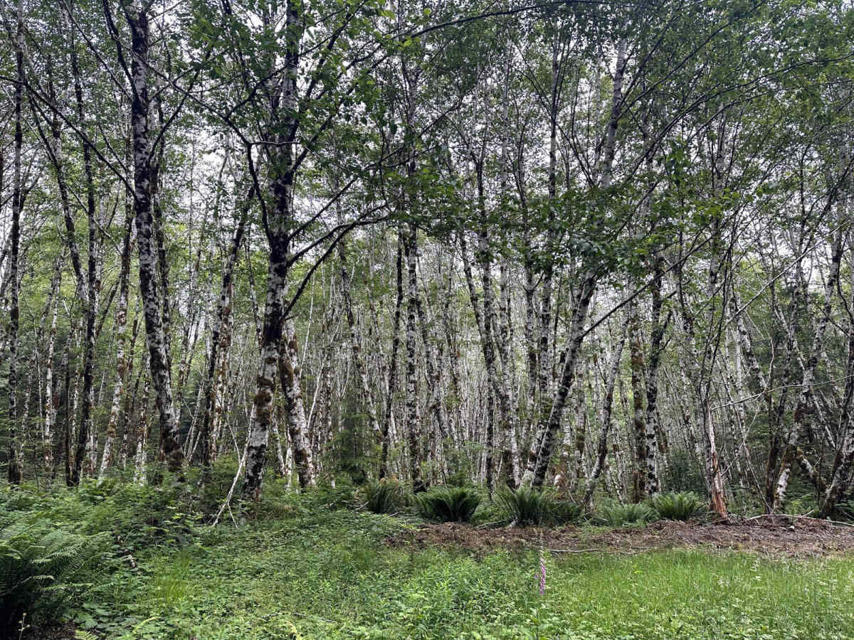 Horse Camp Trail photo 4