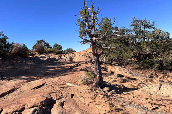 Hog Canyon 6 - Savage Point (BLM HC6/6A)