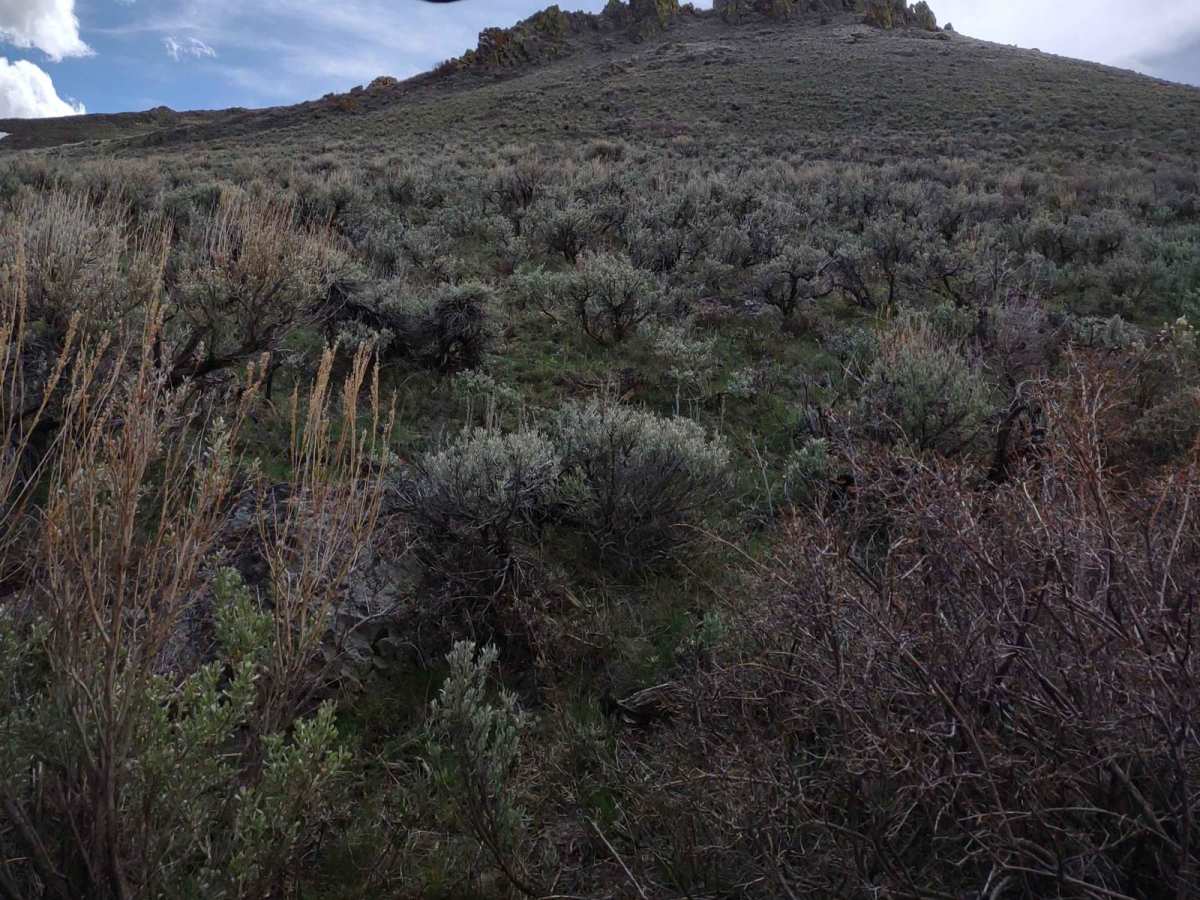 Appendicitis Hill Spur #5 photo 3