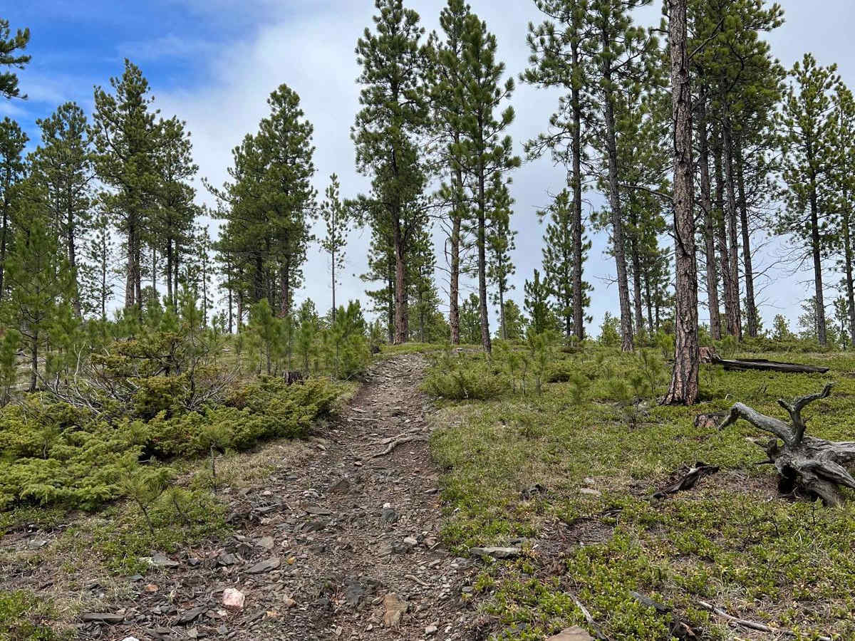 Boxelder Ridge Wooded Hills Cut Through photo 4