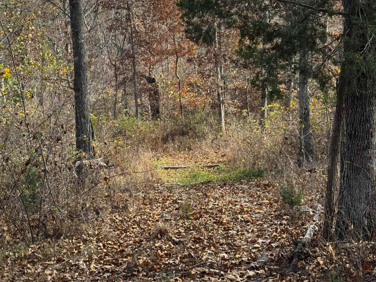 Maze Jaunt photo 4
