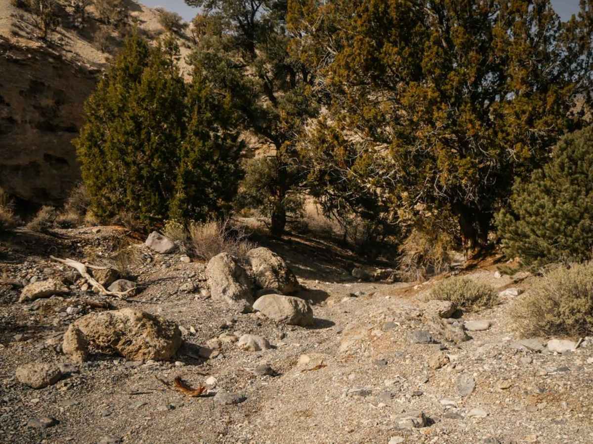 081 Bypass Trail photo 4