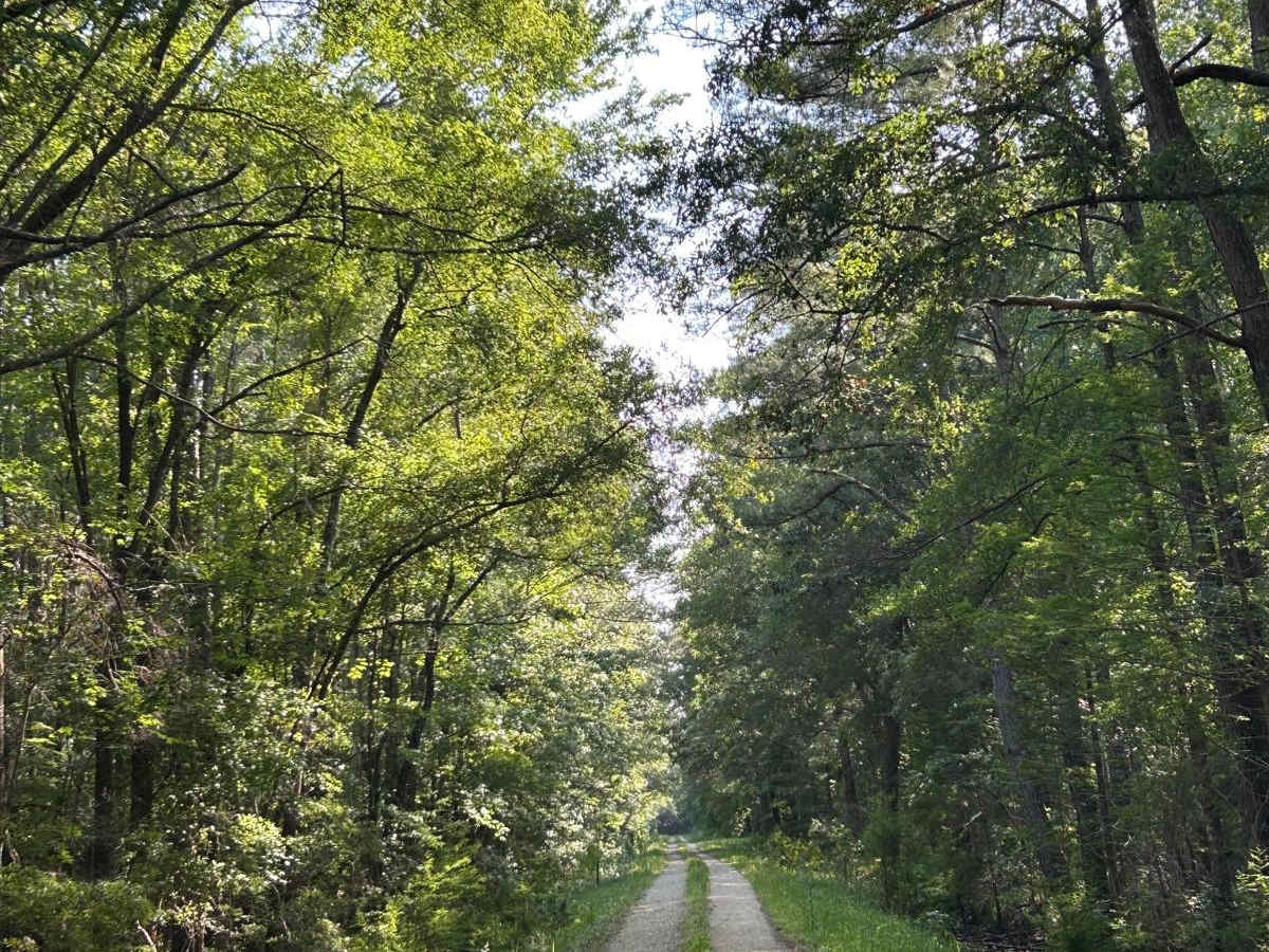 Lethcoe Road Alt - FSR 230A trail photo