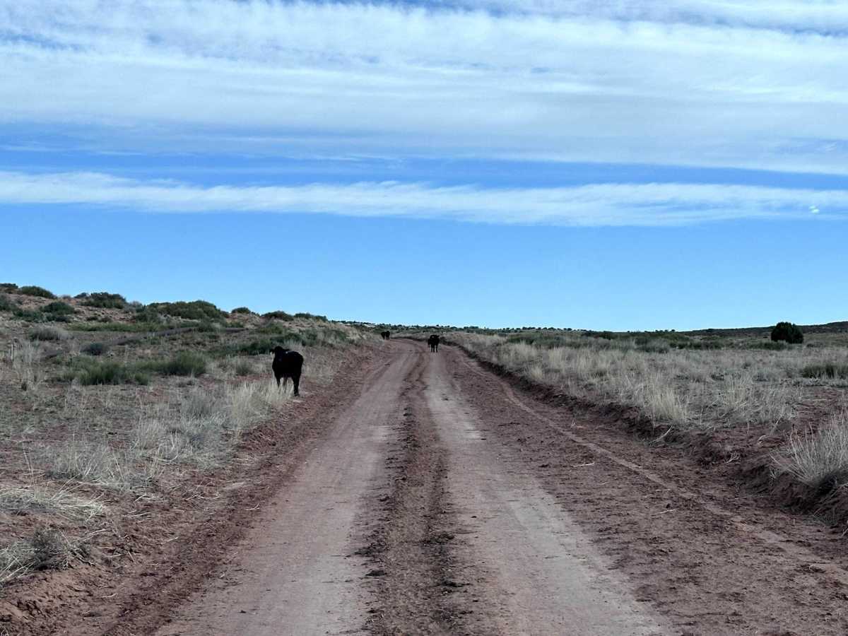 CR137 photo 6