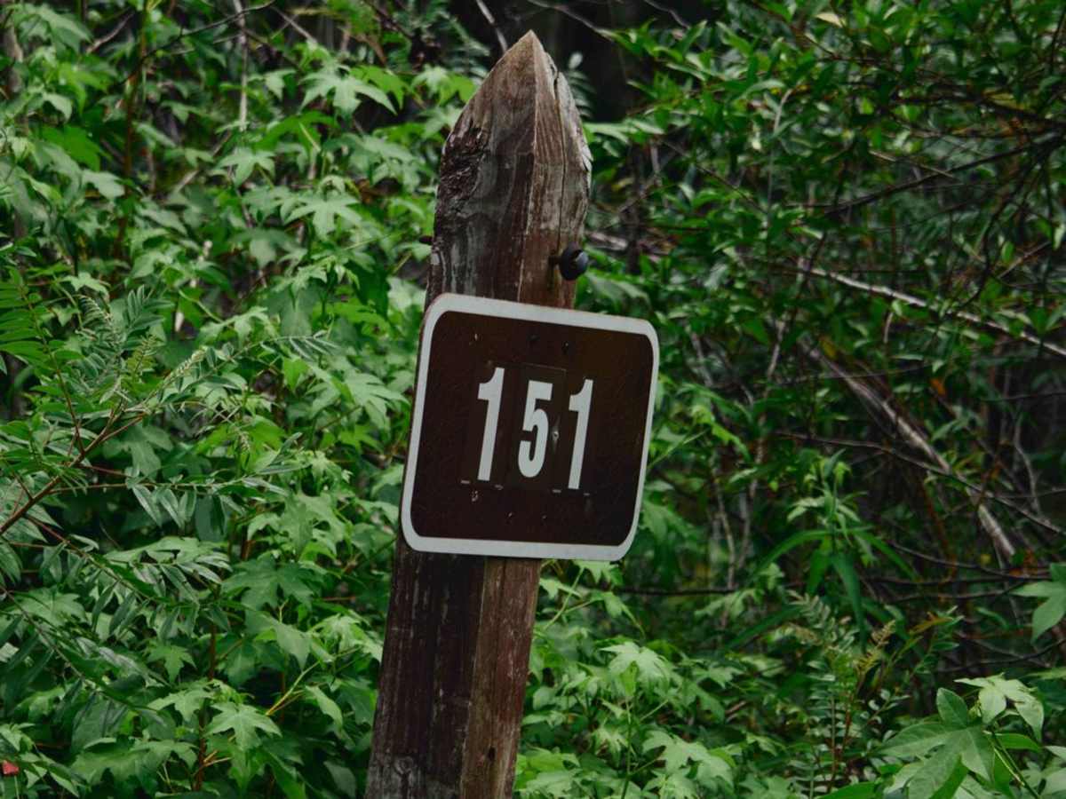 Francis Marion Forest - FSR 151 photo 3