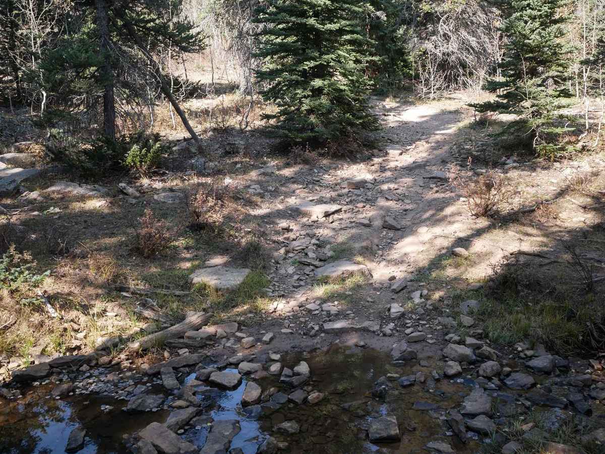 Forest Fence photo 3