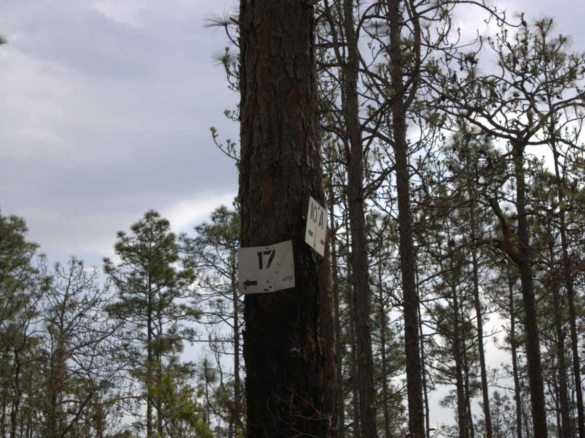 Citrus Wildlife Management | Trail 17 photo 2